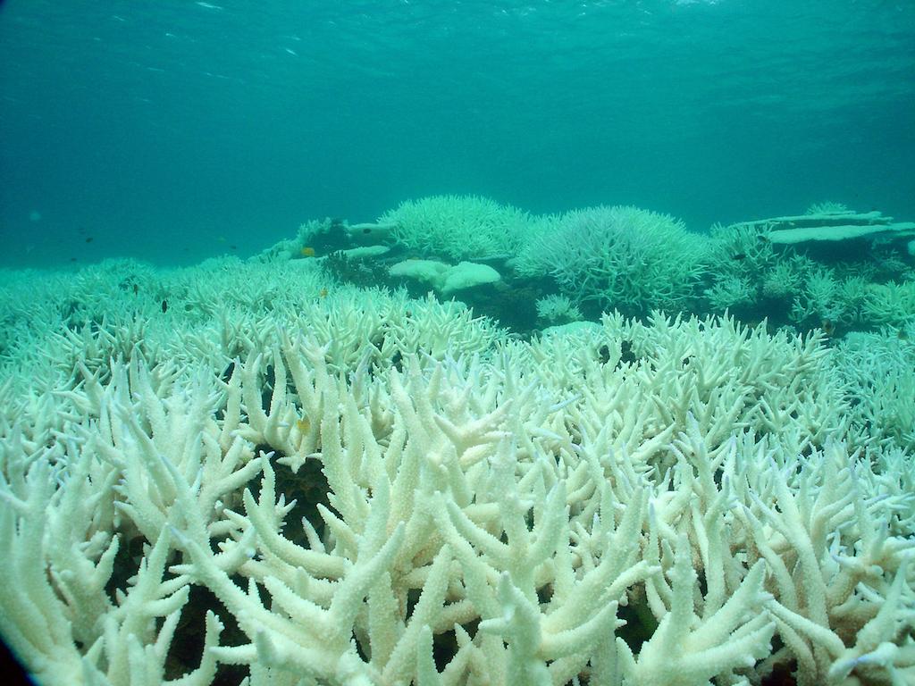 Barrier Reef authority warns of widespread bleaching