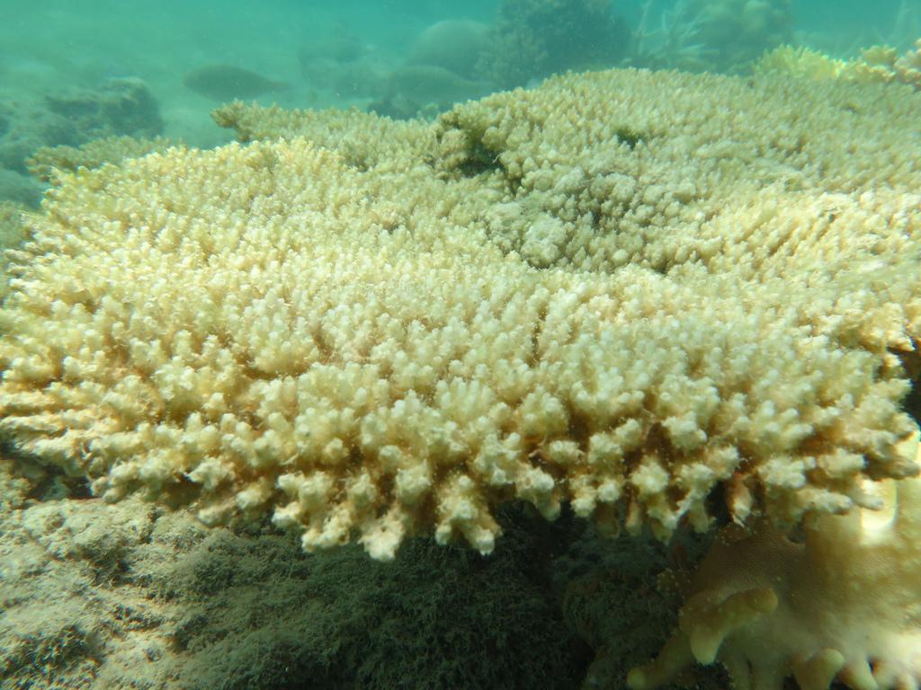 Dead coral covered in algae. Great Barrier Reef Marine Park
