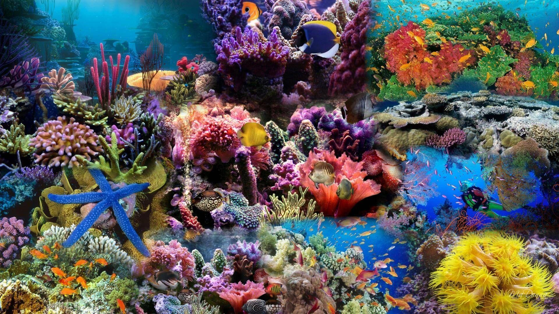 cool sea coral