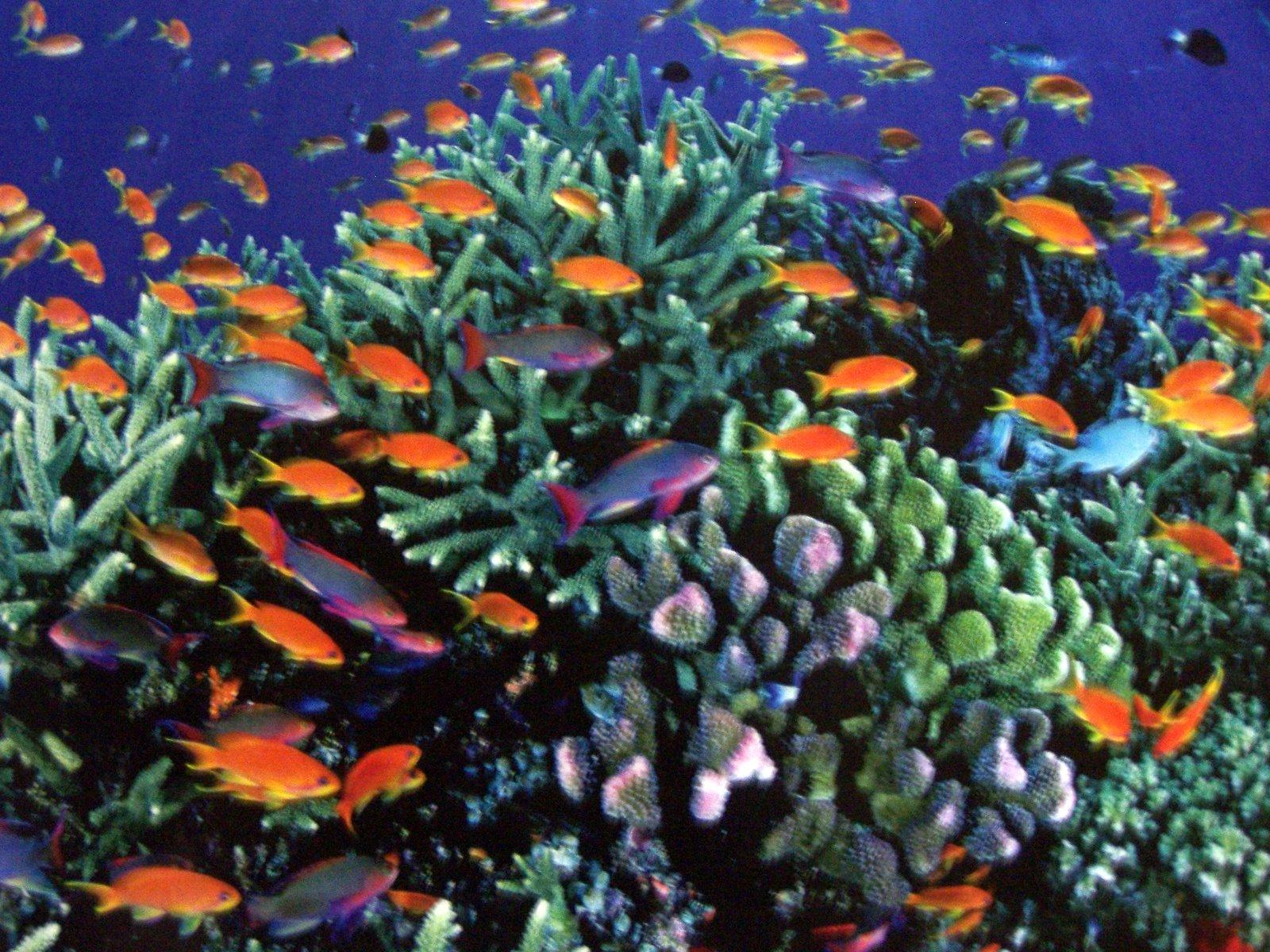Great Barrier Reef Australia Colorful fish and corals - World