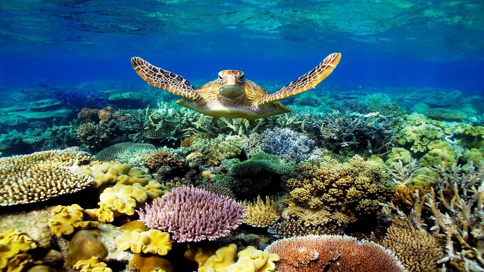 5 Five 5: Great Barrier Reef (Australia)