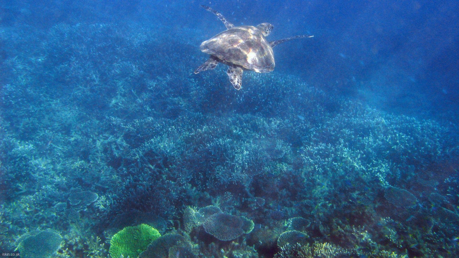 Nature: Turtle on the Great Barrier Reef, desktop wallpaper nr