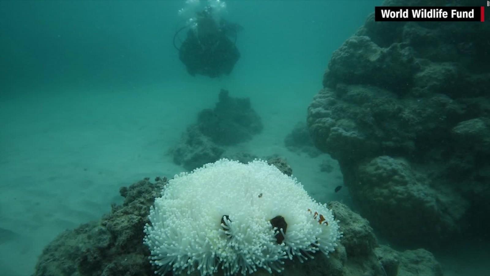 image show coral bleaching in Great Barrier Reef