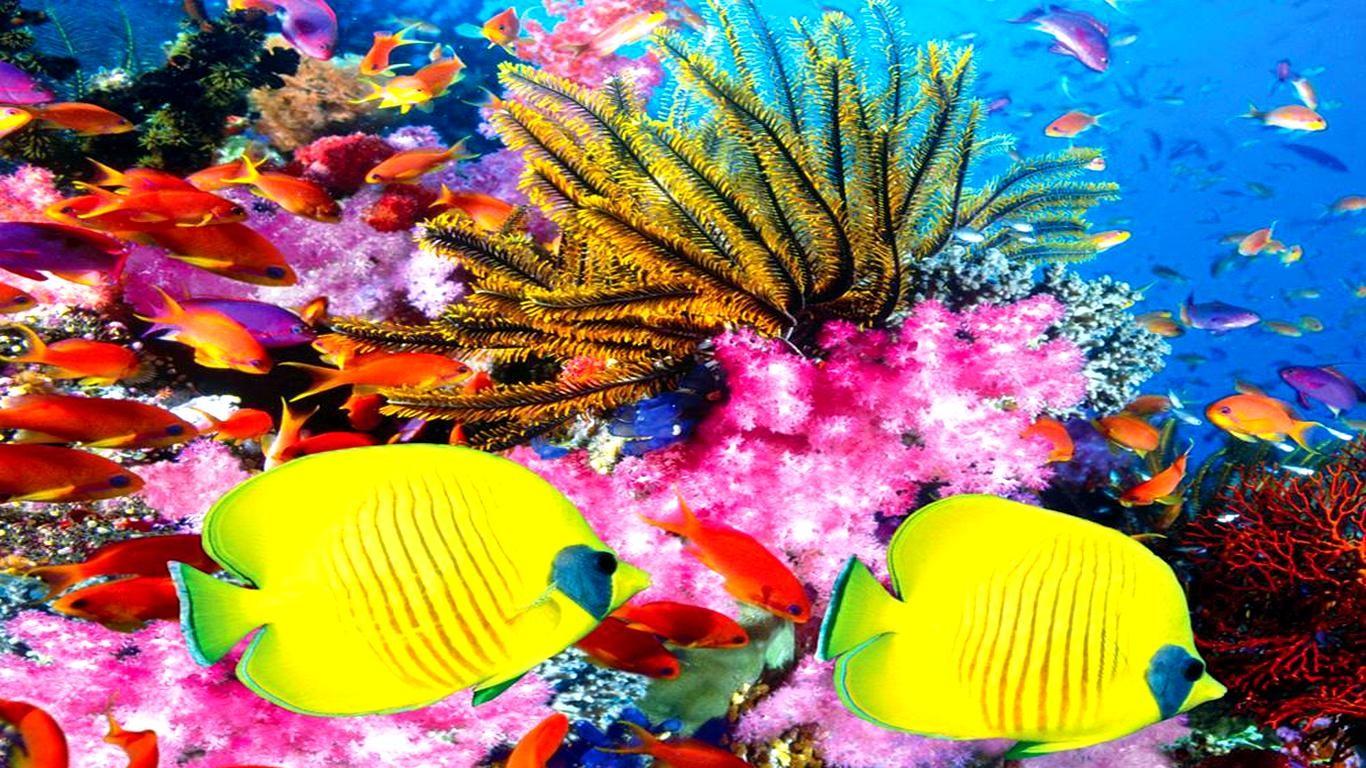 Coral Reefs wallpaper: Fish Plants Sea Reef Tropical Coral Desktop