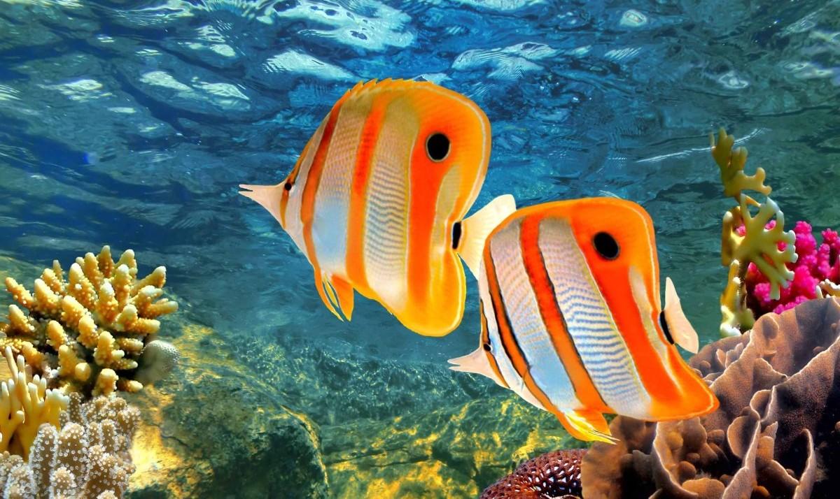 Great Barrier Reef, Heaven Under Water