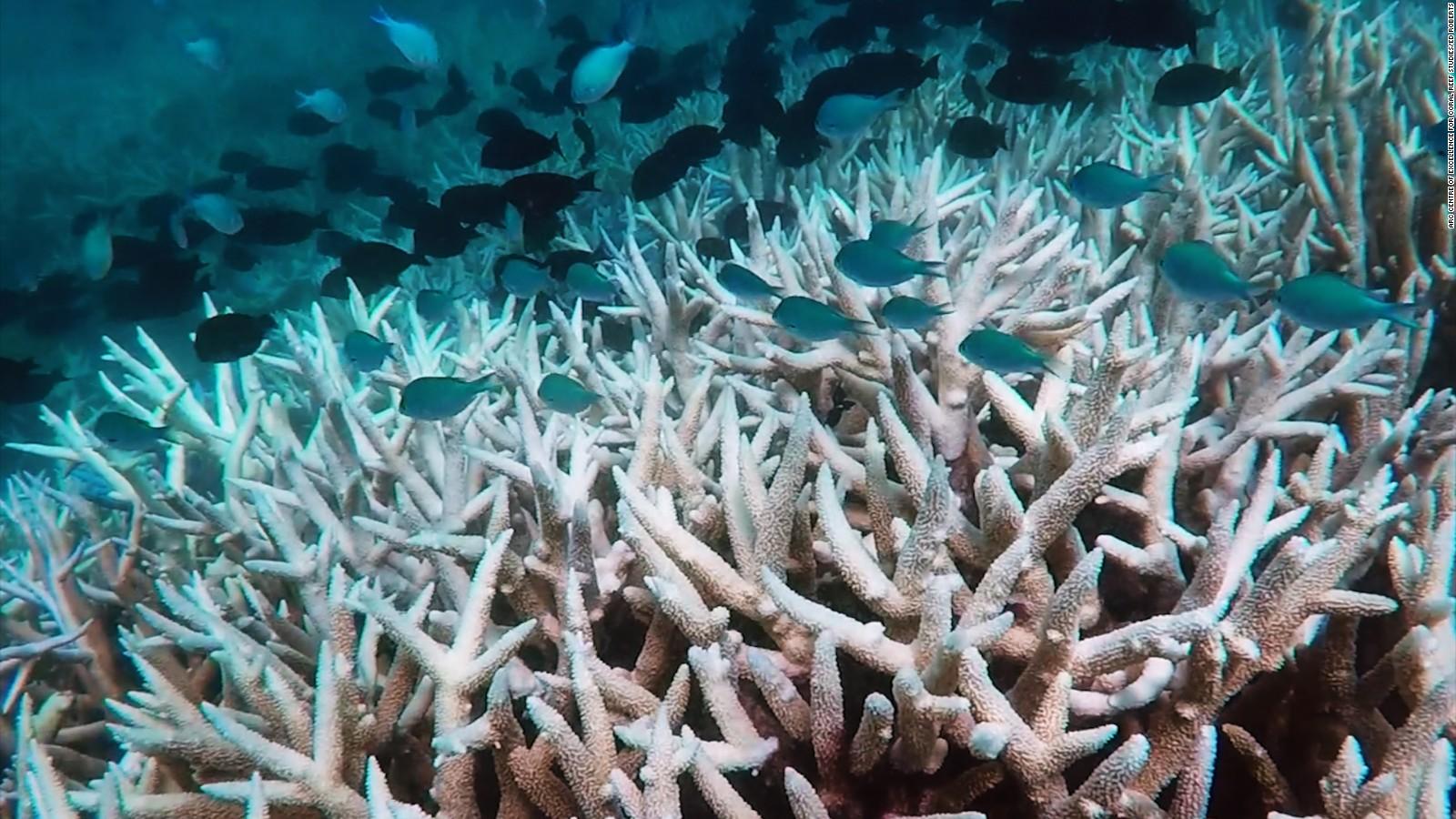 Australia: Great Barrier Reef suffering 'unprecedented' damage