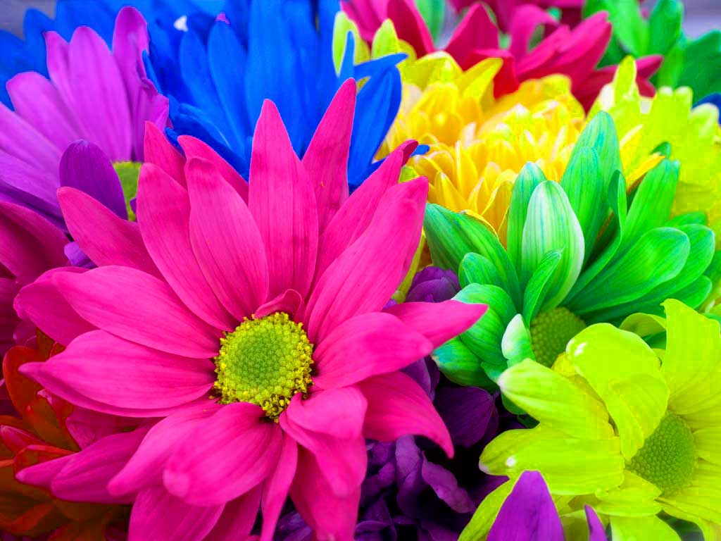 flowers for flower lovers.: Flowers wallpaper colourful flowers HD