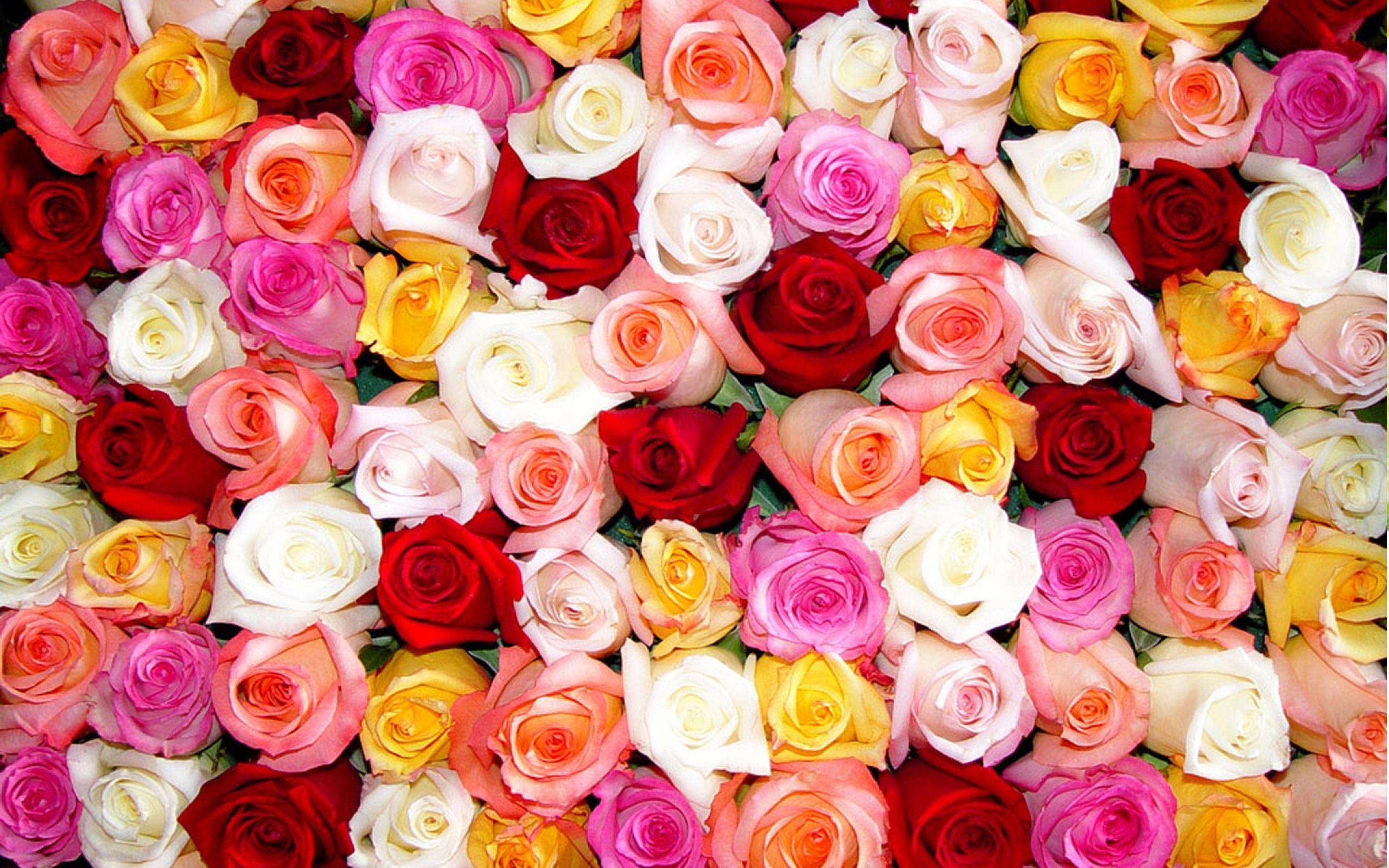 Rose Color Flowers Wallpaper Full HD Colorful For Computer