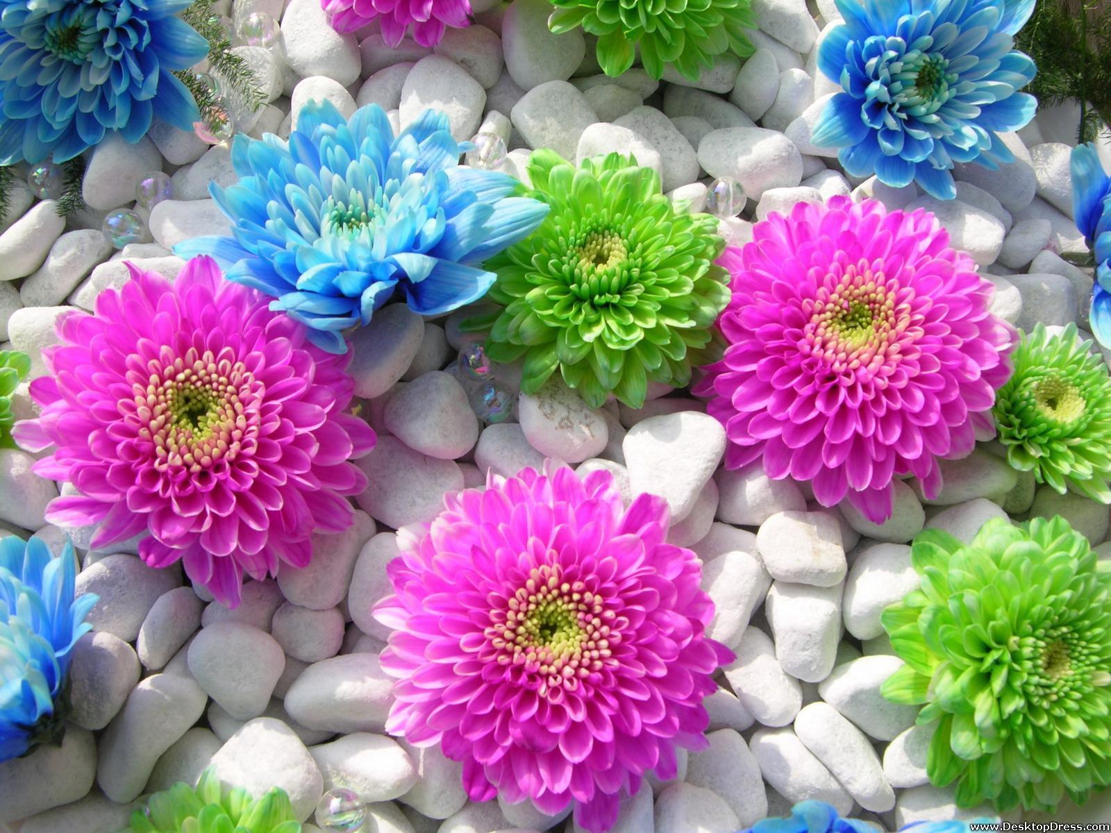 Desktop Wallpaper Flowers Background Colourful Flowers in Stones