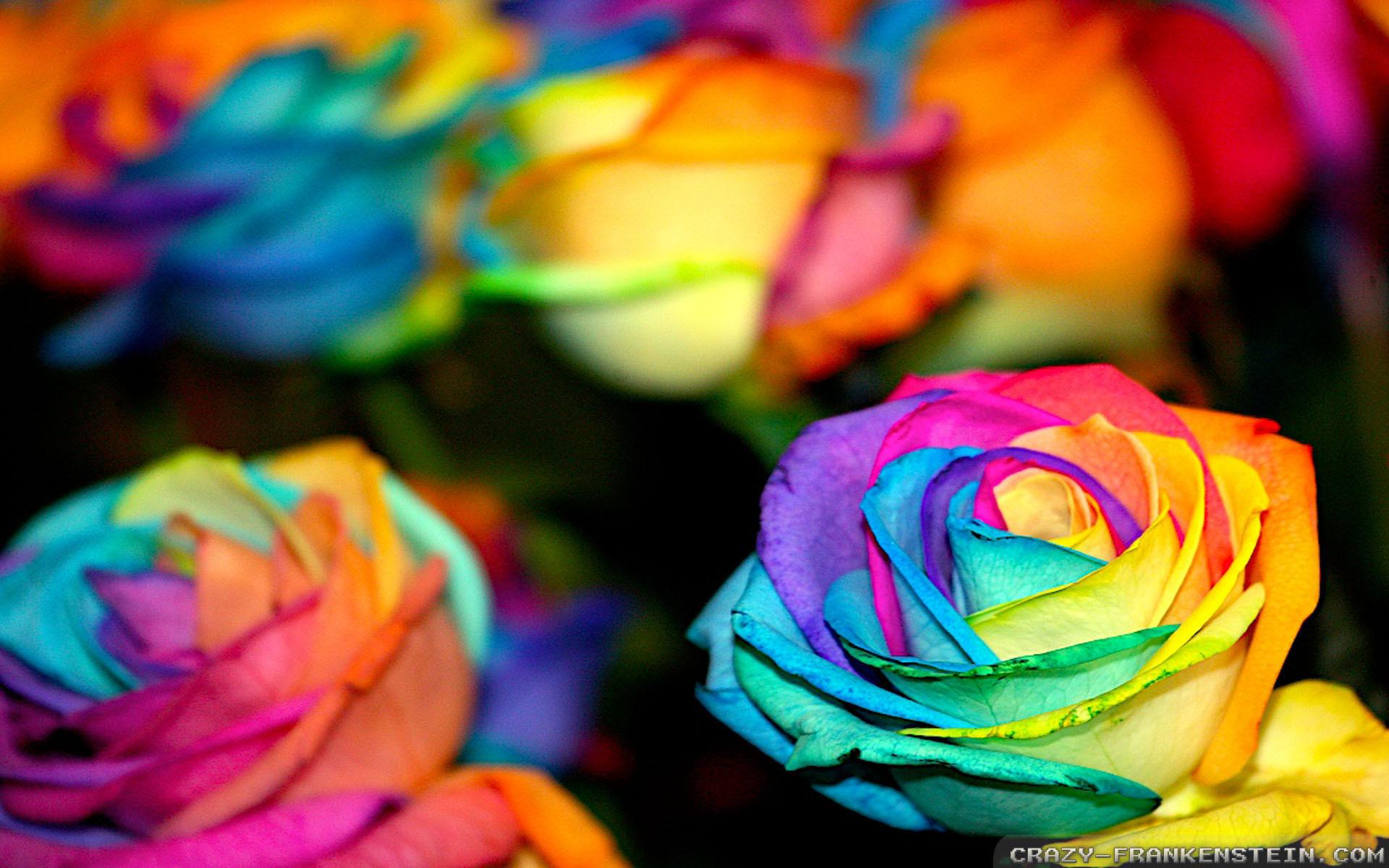 Colorful Flower Background