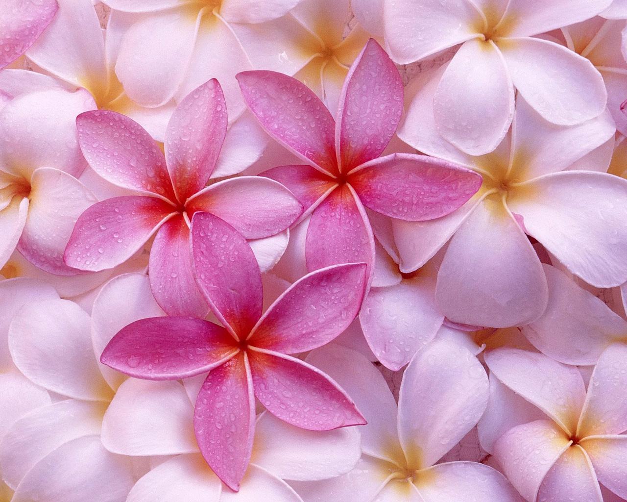 Colourful Flowers Wallpaper. Colourful Wallpaper. Colourful Flowers