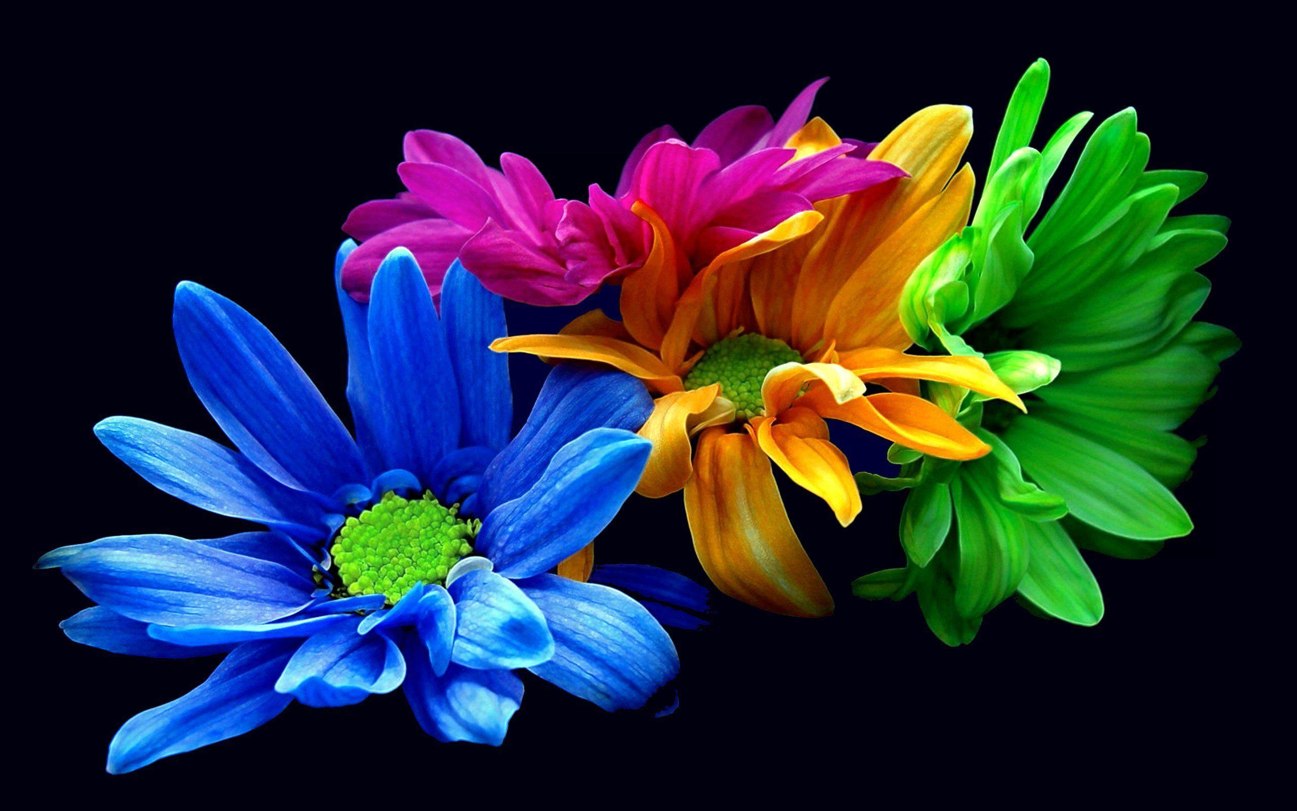Colourful Flower Wallpapers - Wallpaper Cave