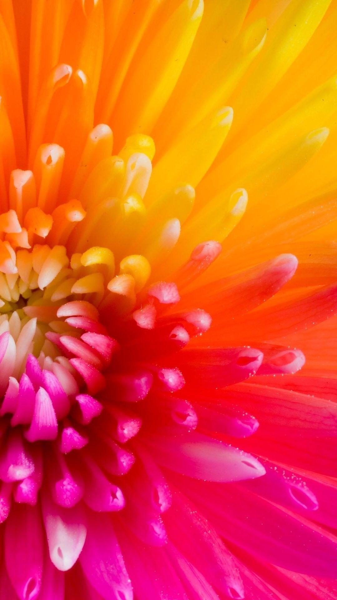 Beautiful Colourful Flower Petals. Collection of 47 Macro Flowers