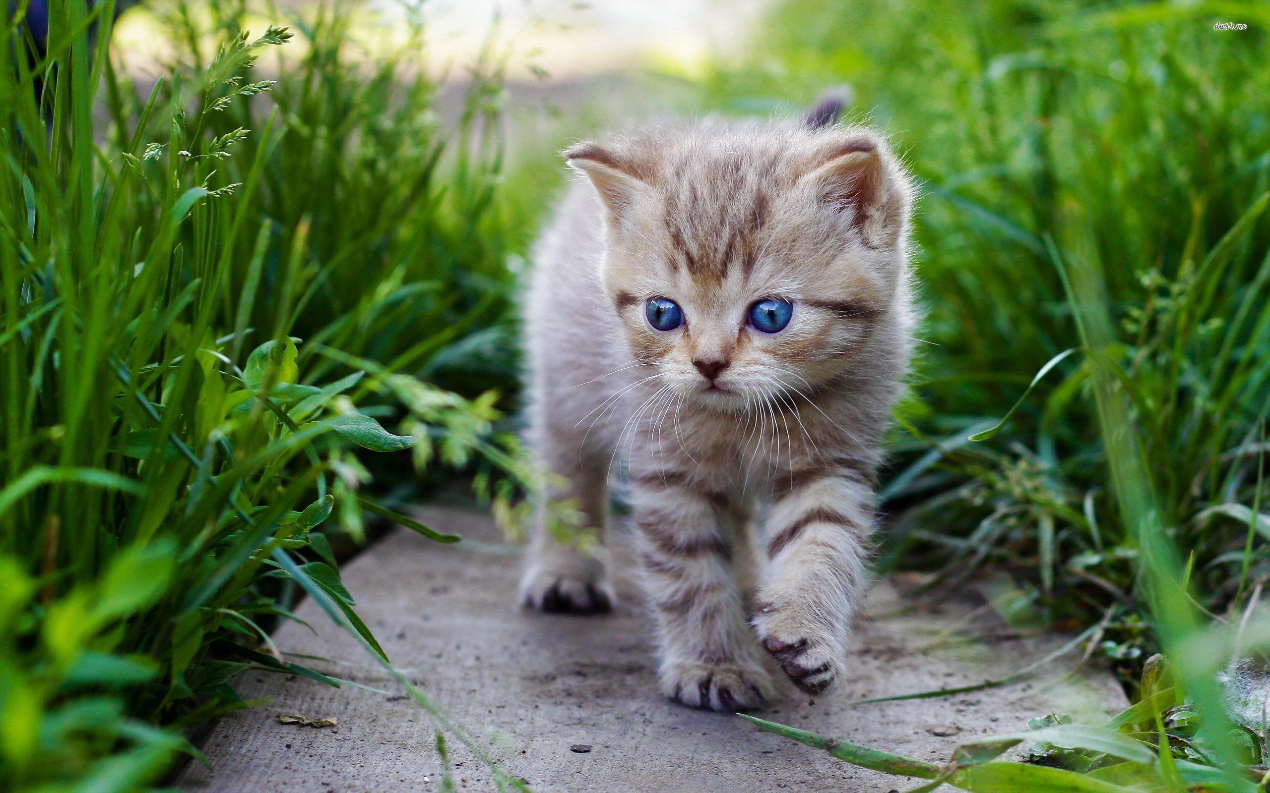 White Baby Cat Wallpaper