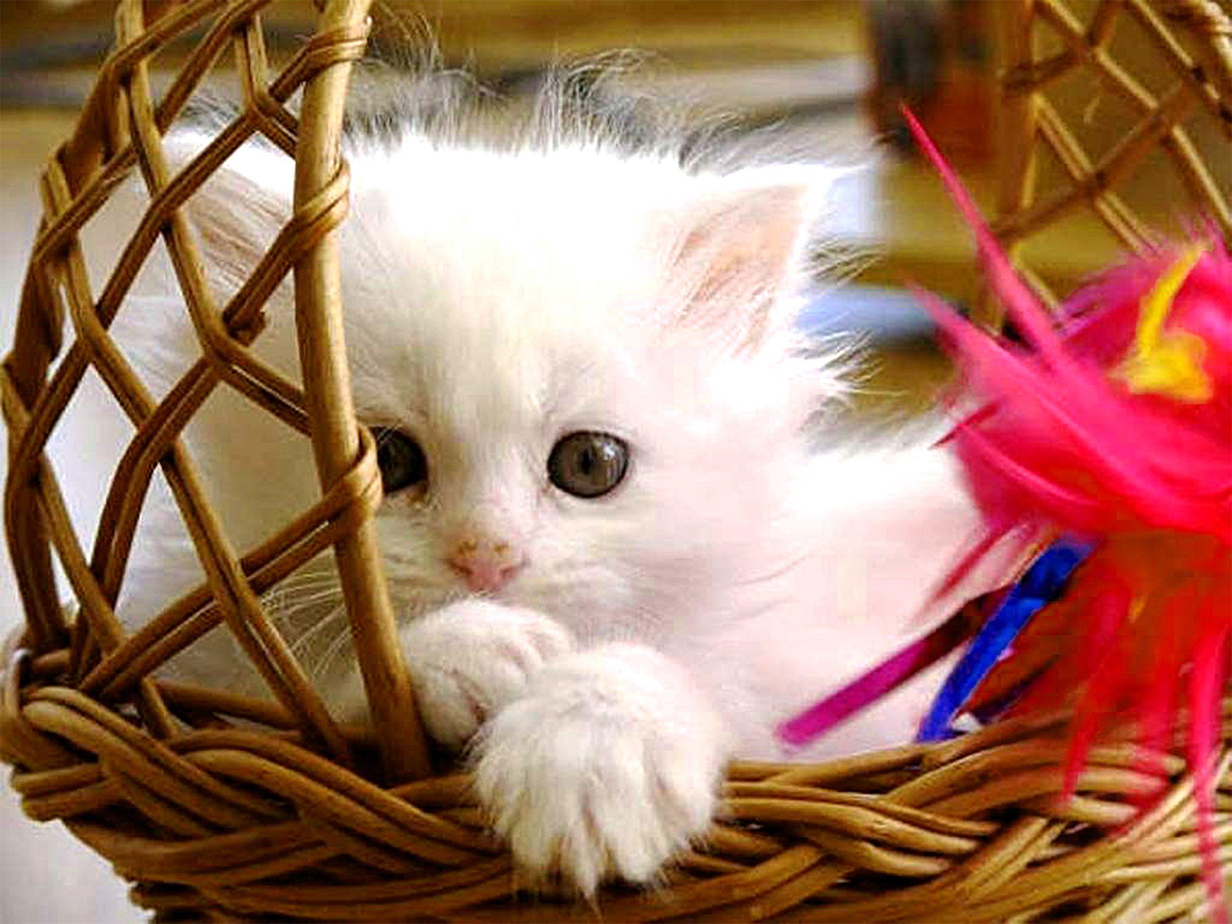 Cute Baby Cats Wallpaper