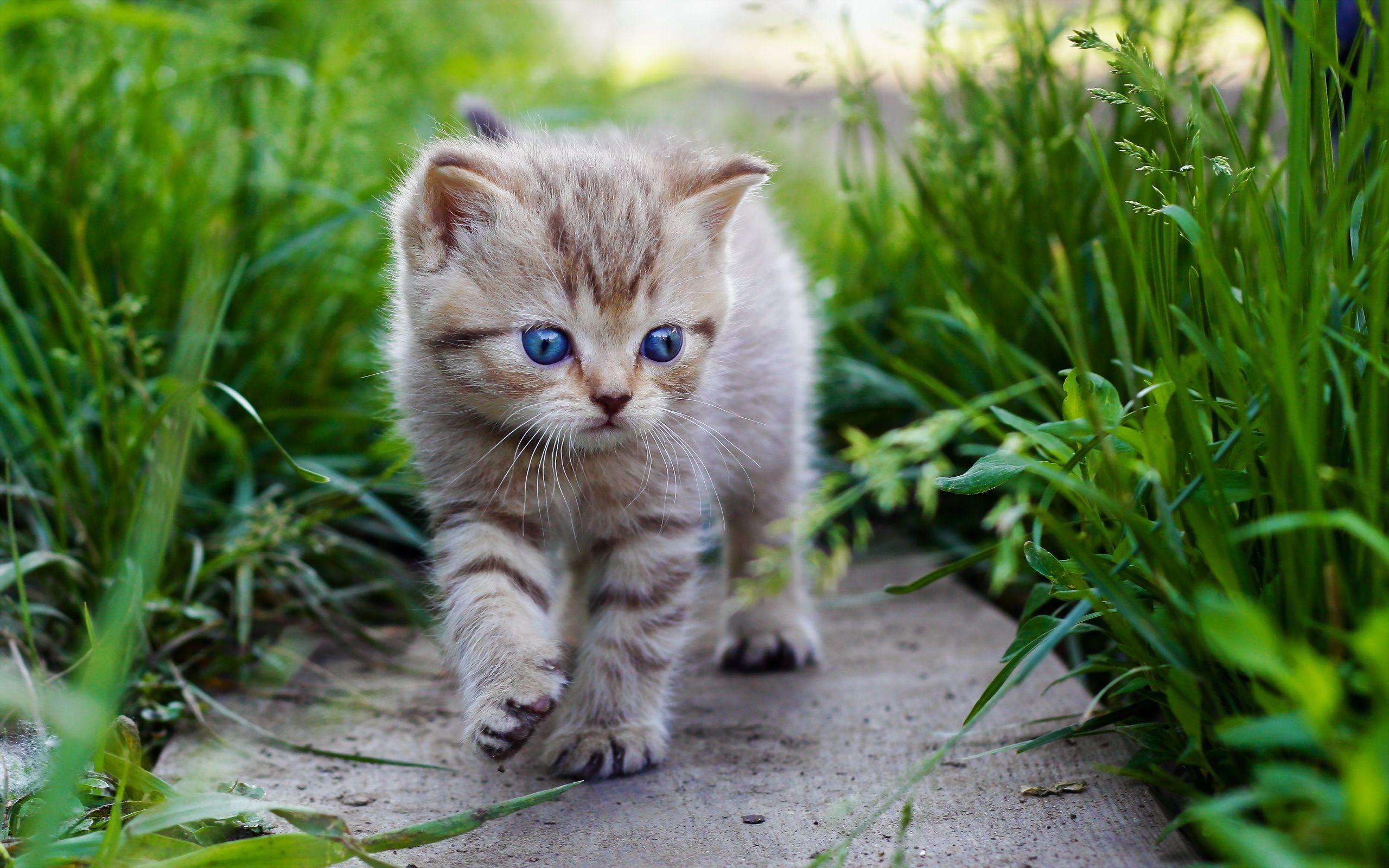 Cute Baby Cats