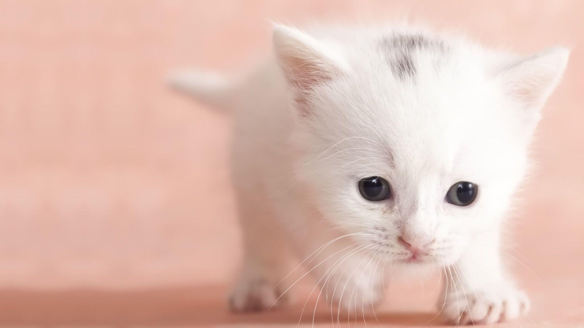 Cute White Baby Cat Wallpaper 1920x1080