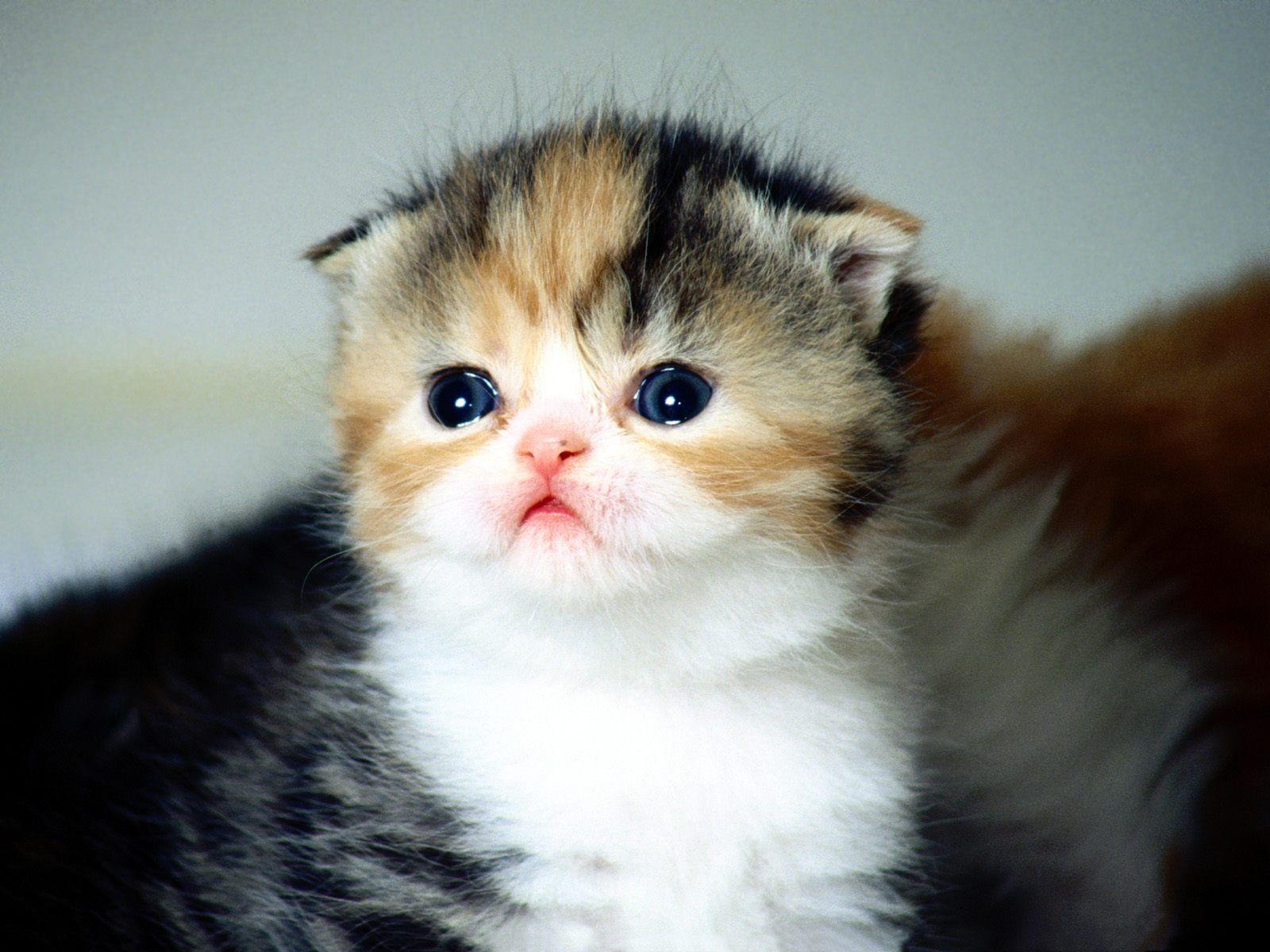 cutest baby kitten in the world