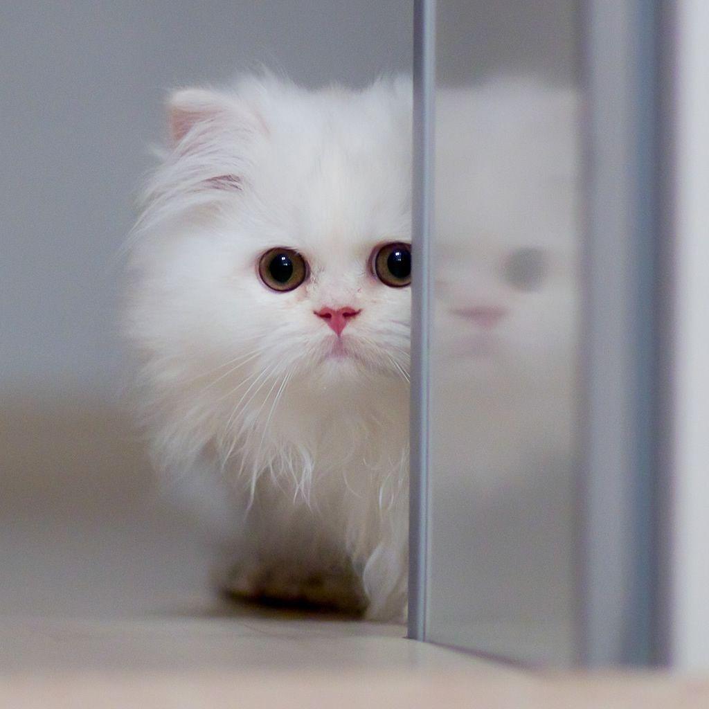 Cute Baby White Kittens For