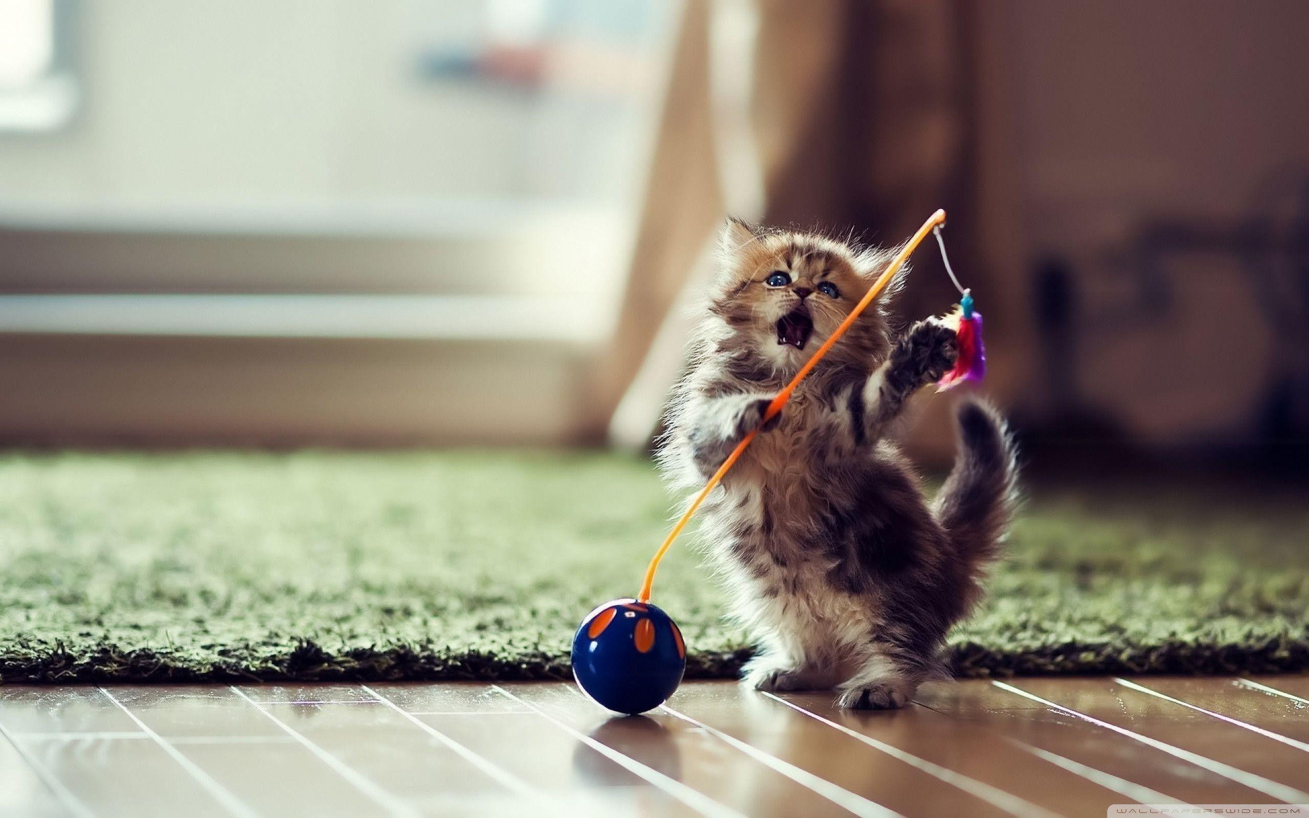 Cute Baby Cat Wallpaper 17 Android