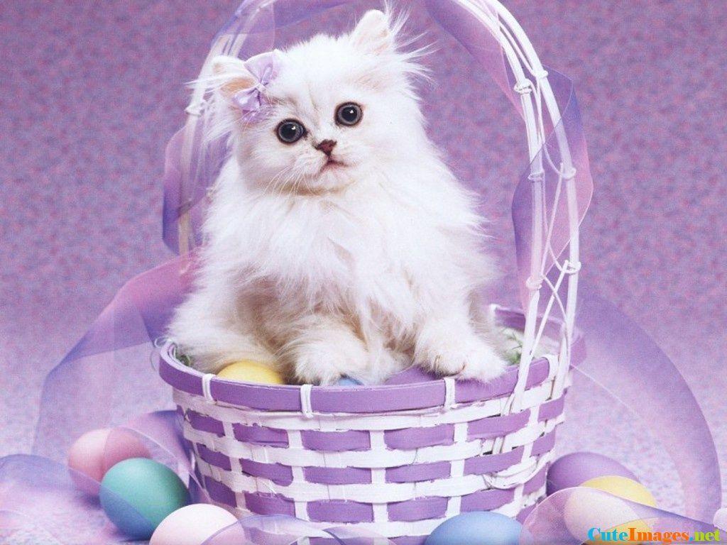 CATs. Easter cats, Cute baby cats, Cute cat