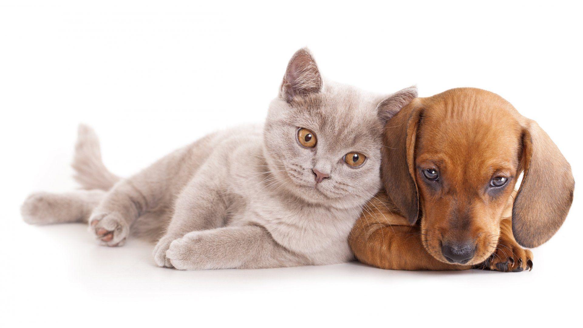Cute Cats And Dogs HD Wallpaper