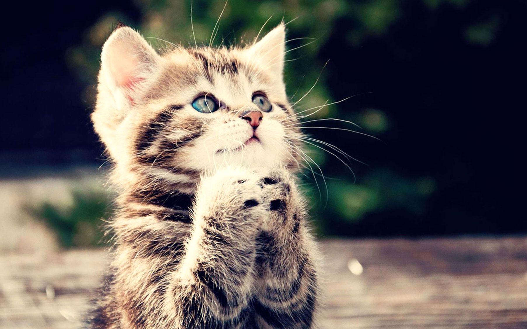 Cute, Cat, Praying, HD Cat Wallpaper, Kittens, Puffy Cats