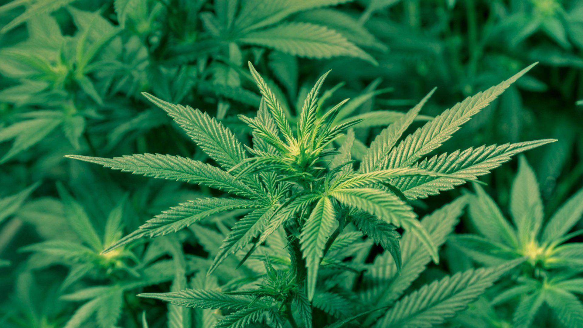 Marijuana 420 weed mary jane drugs wallpaperx1080