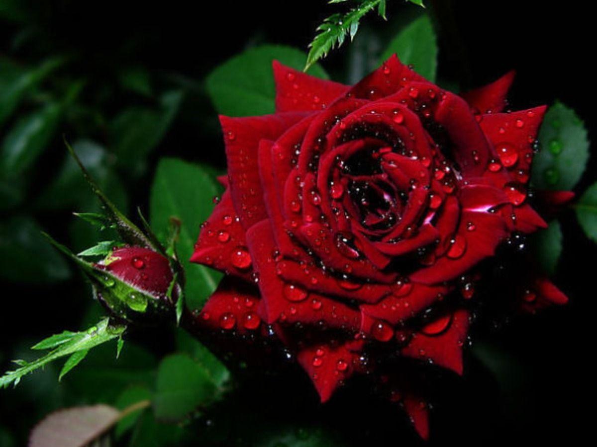 Черные с красным розы с каплями росы