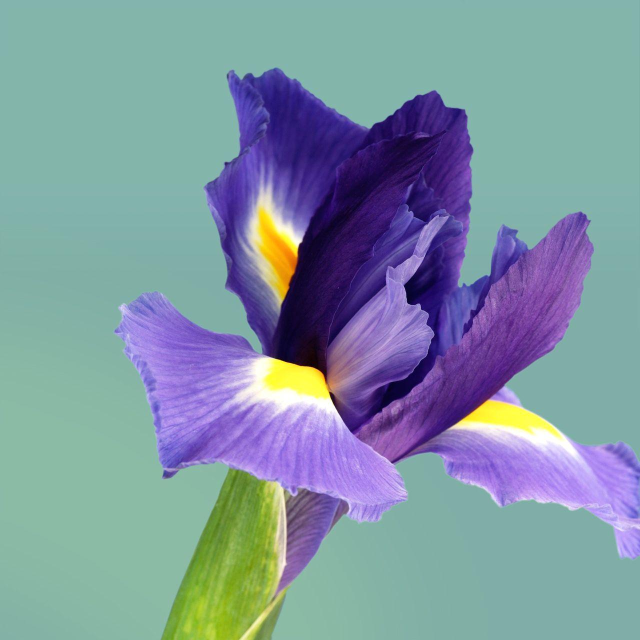 trololo blogg: Galaxy S3 Wallpaper For Galaxy Nexus