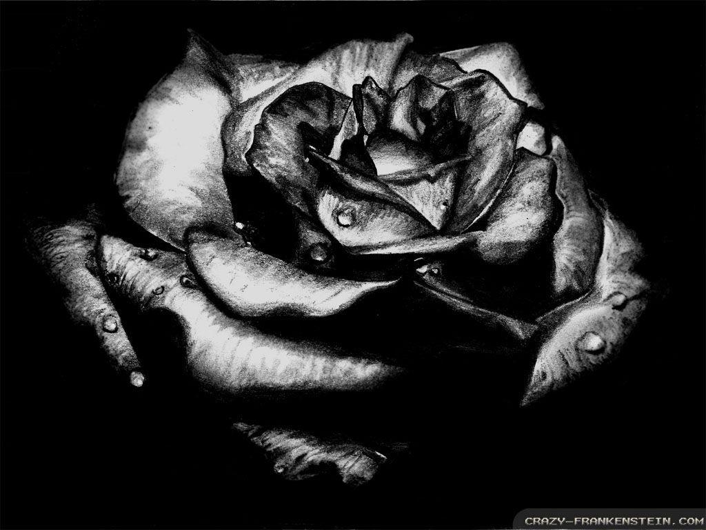 eletragesi: Black Rose Wallpaper Gothic Image