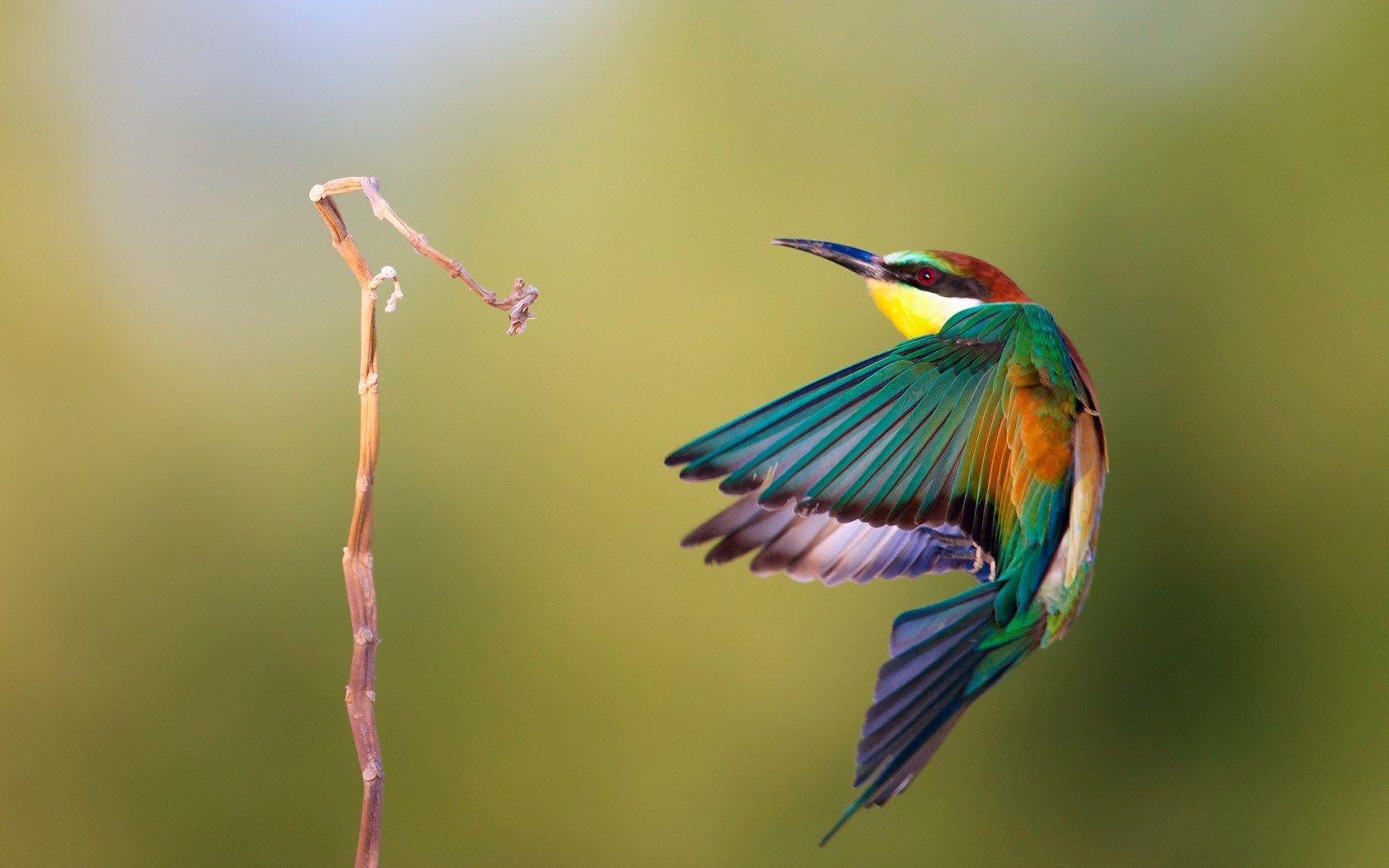 Awesome Bird Wallpaper 41738 1680x1050 px