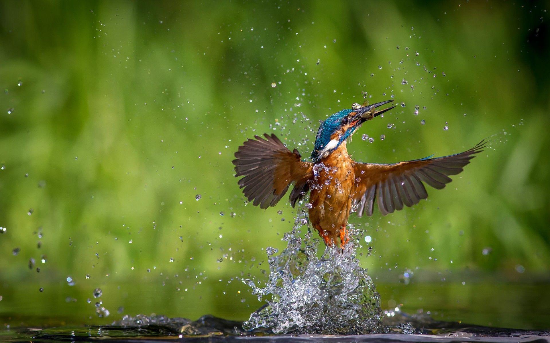 Beautiful Kingfisher Bird Image Free Photo Download