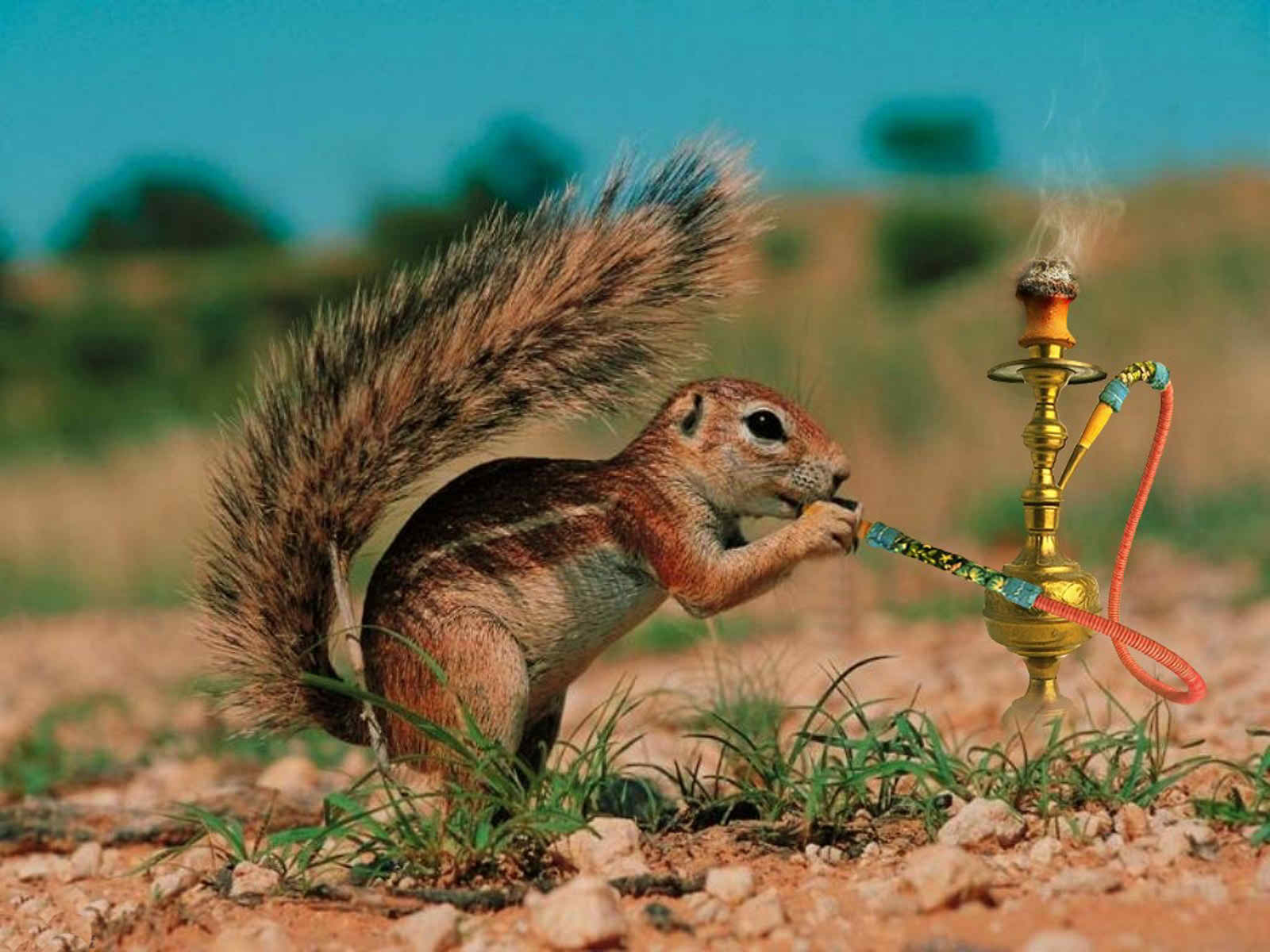 Hookah Squirrel Nice Wallpaper