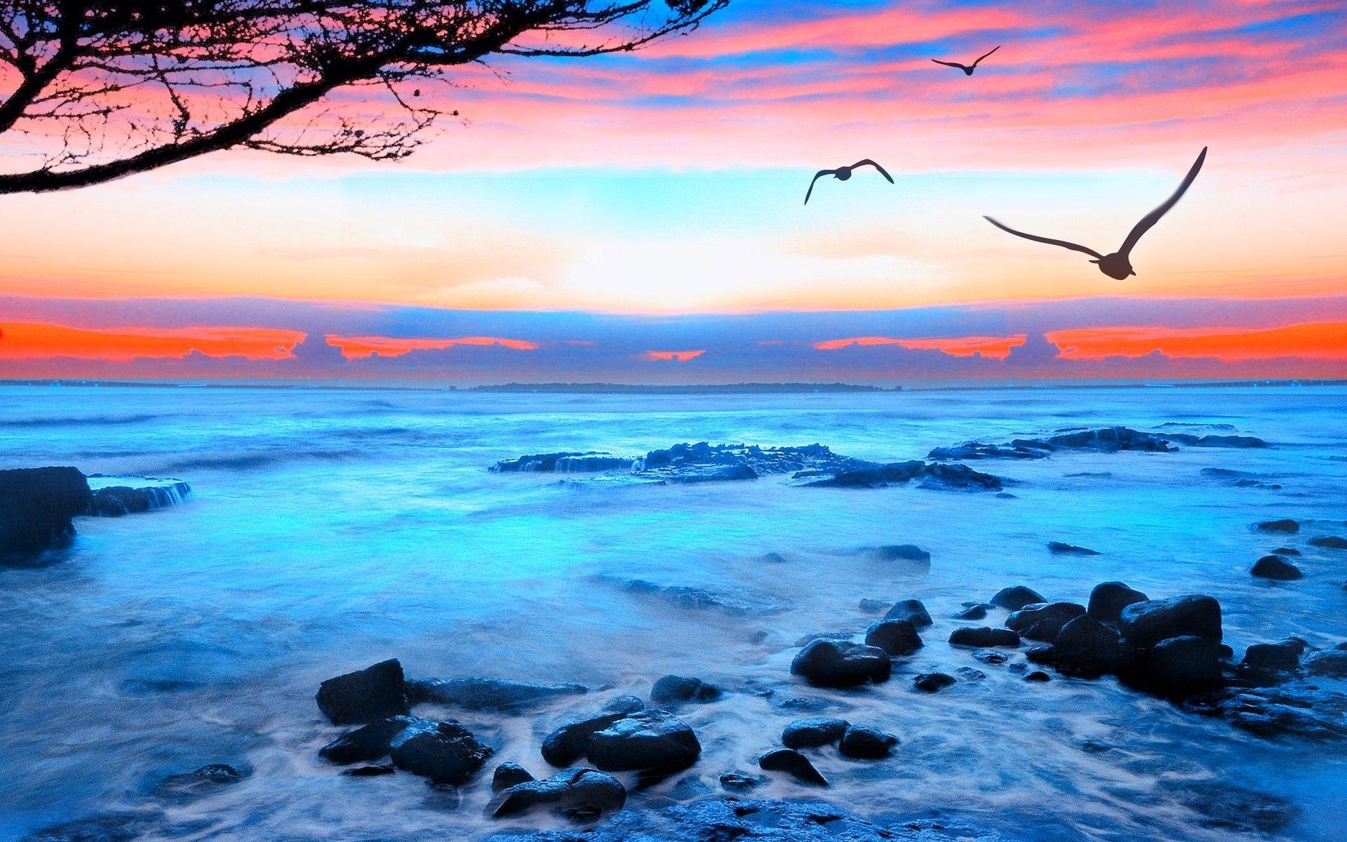 Sunrise Sunset: Landscape Sunset Sea Seagulls Nature Hd 3d