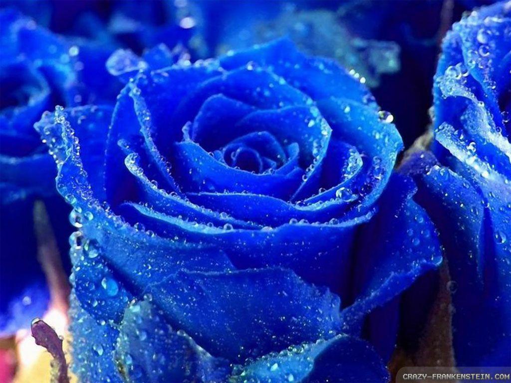 big wallpaper of rose big blue roses wallpaper 1024×768