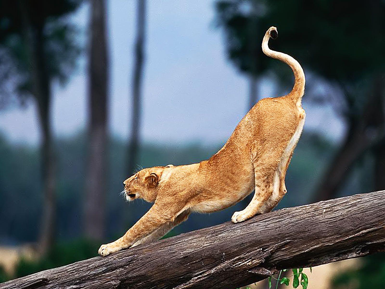 Desktop Big Tiger Wallpaper