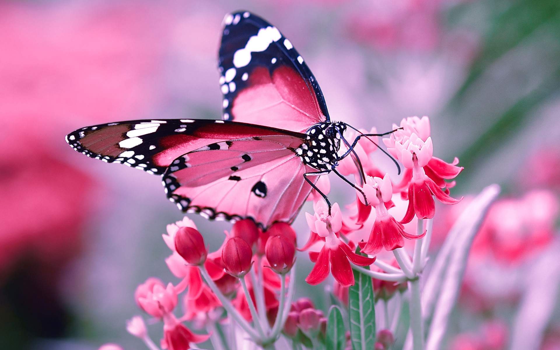 Free Butterfly Wallpaper High Quality