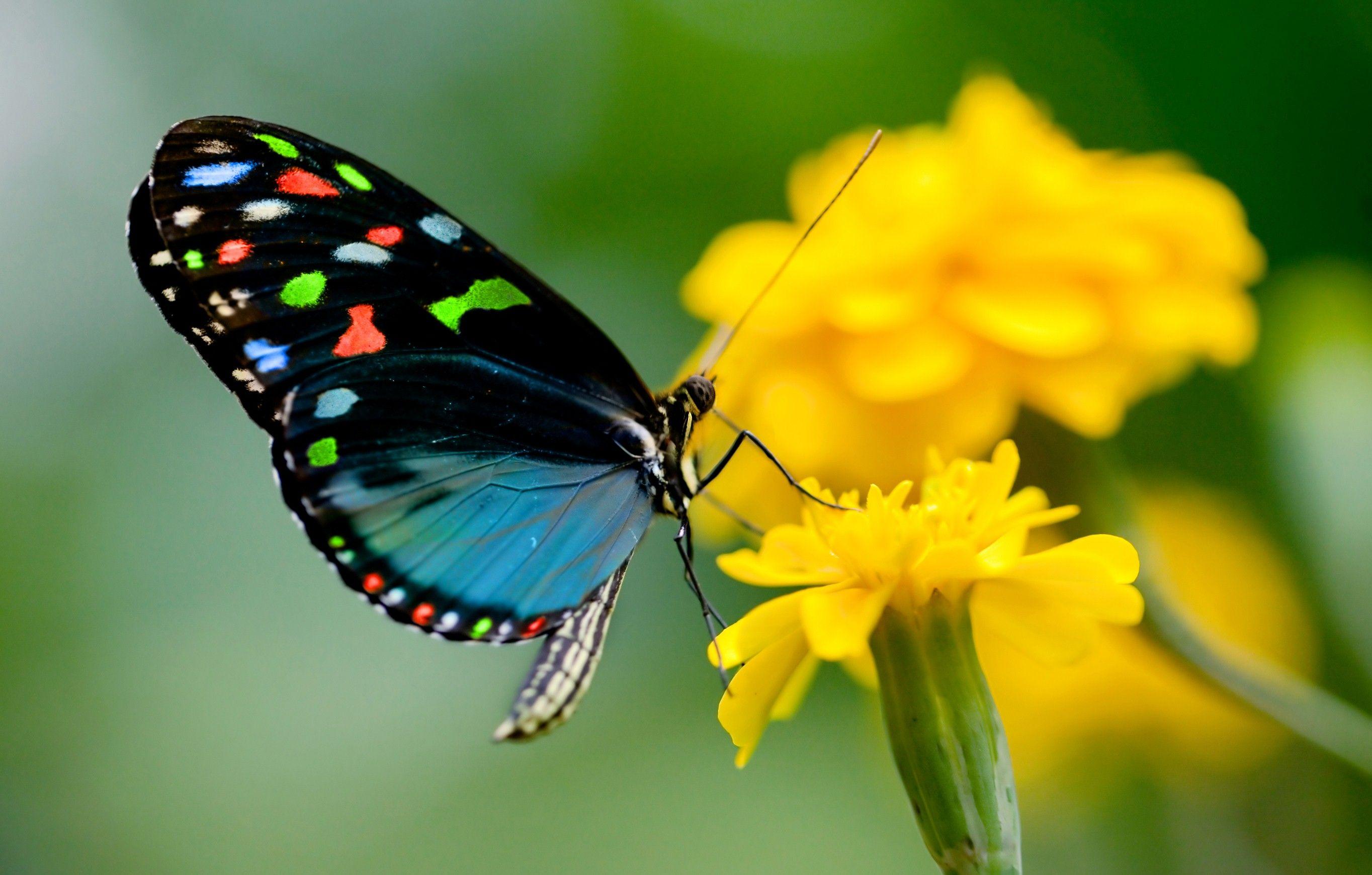 Butterfly Wallpaper. Free Download Cute Colorful HD Desktop Image