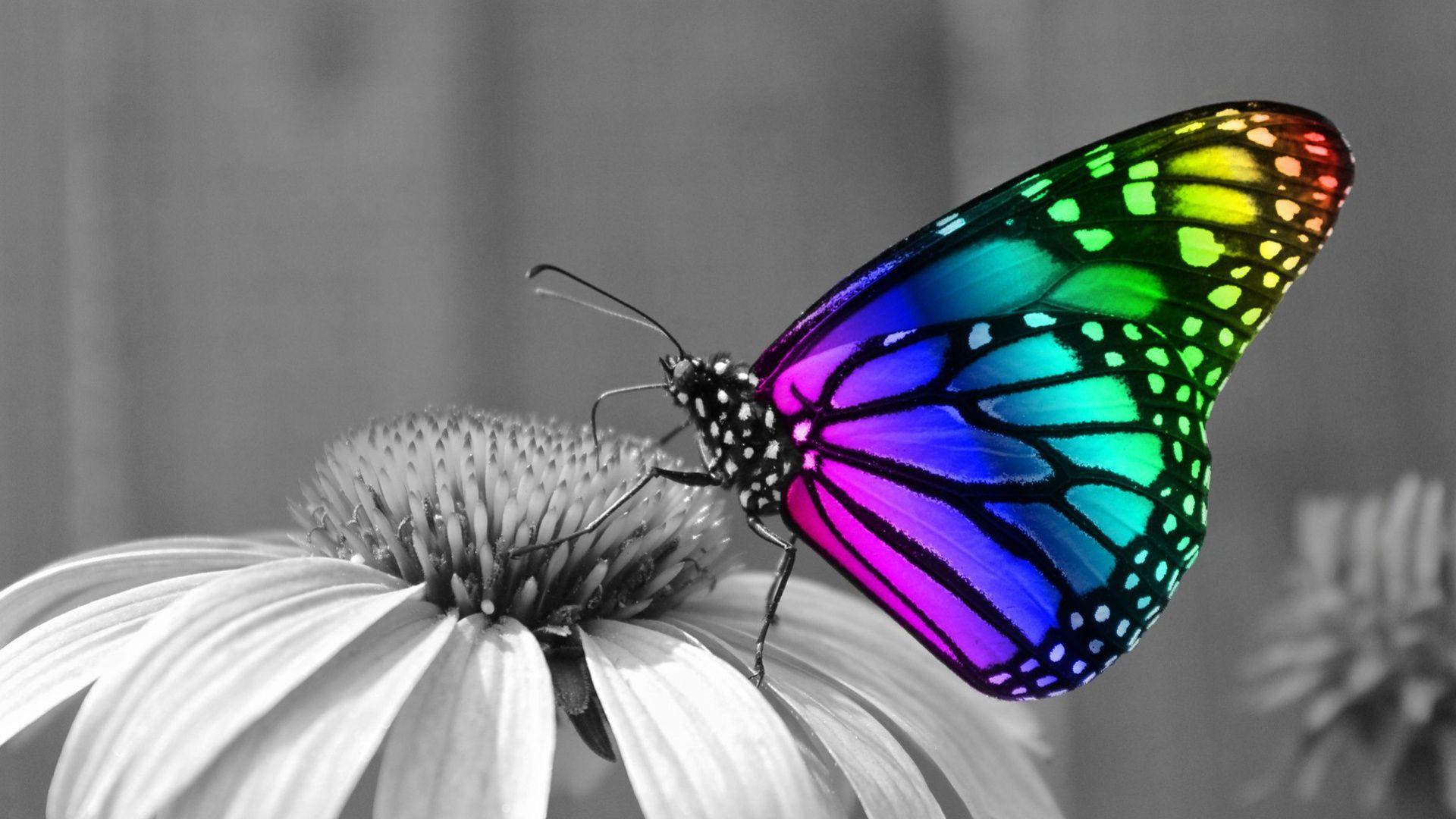butterfly-pictures-wallpapers-wallpaper-cave