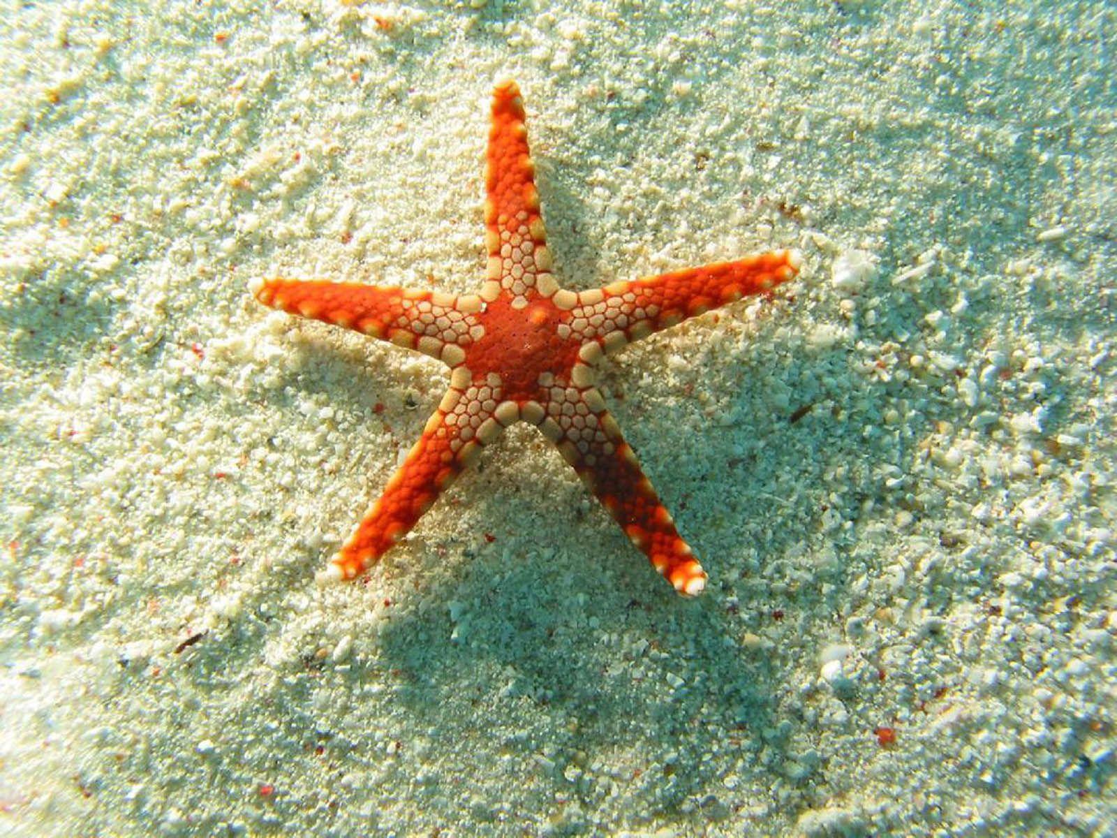 Bintang Laut Wallpaper Advan