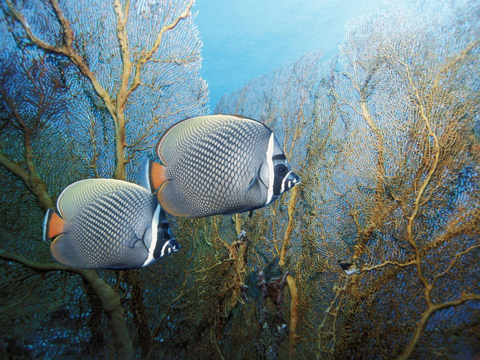 foto foto keindahan alam bawah laut wallpaper