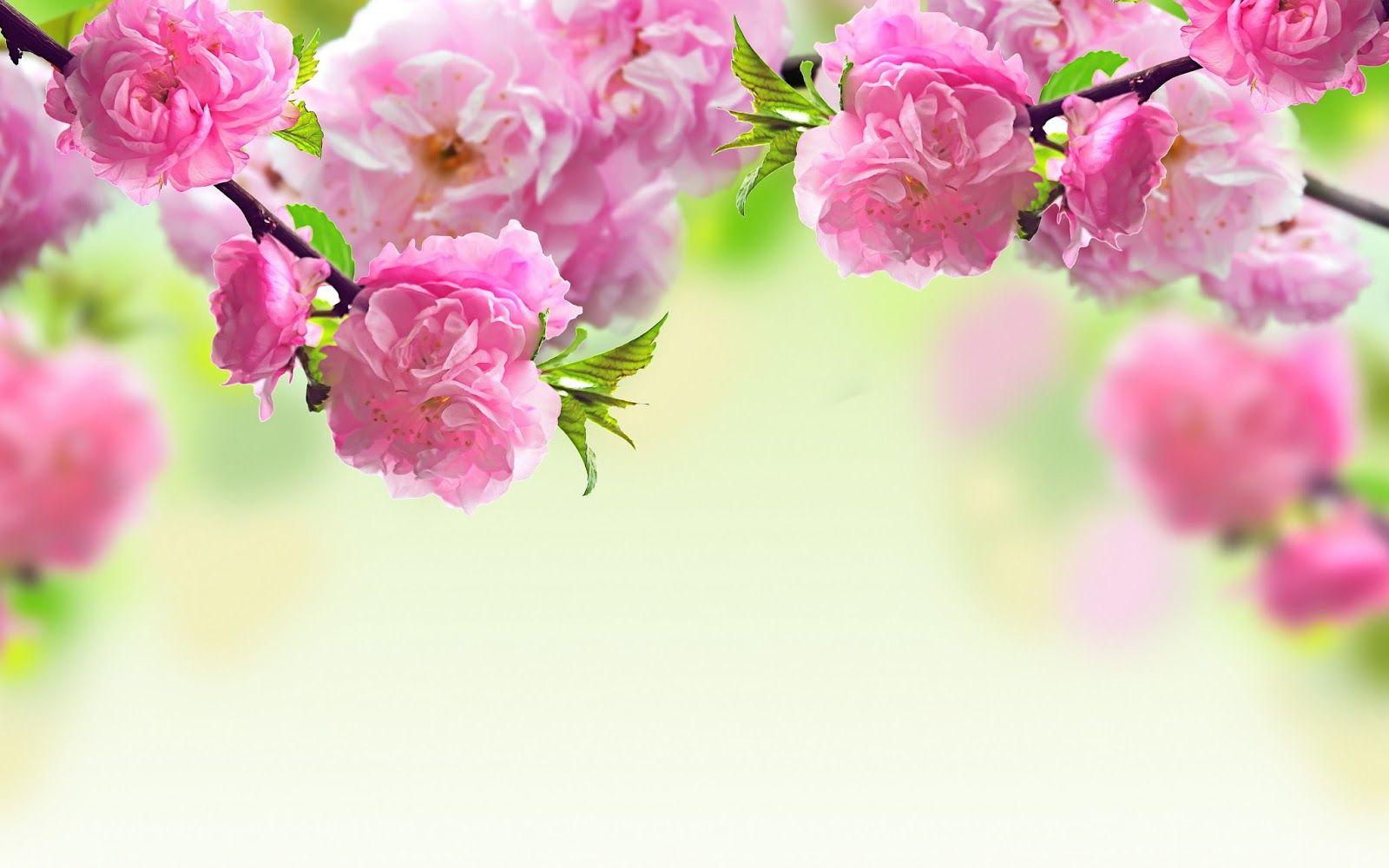 flowers wallpapers hd for desktop free download full screen