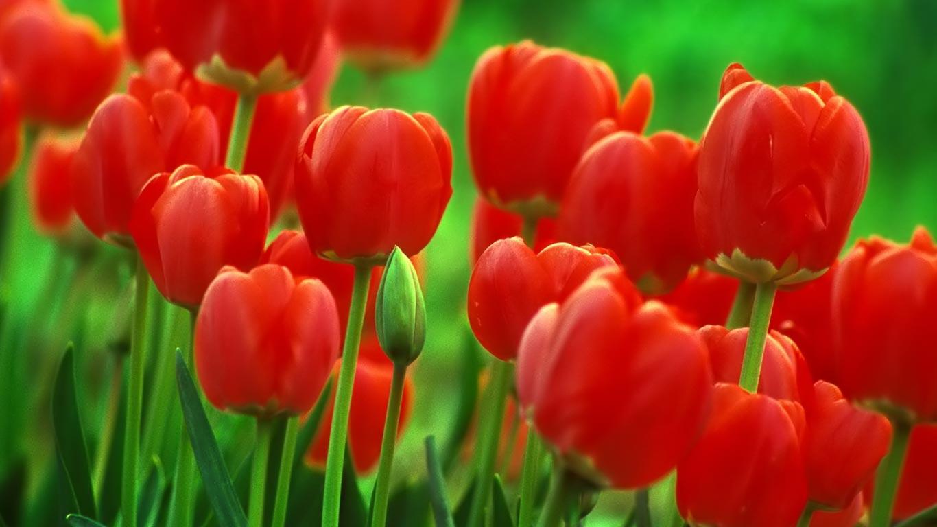 Tulip Flowers New Full Screen HD Wallpaper. Download Wallpaper