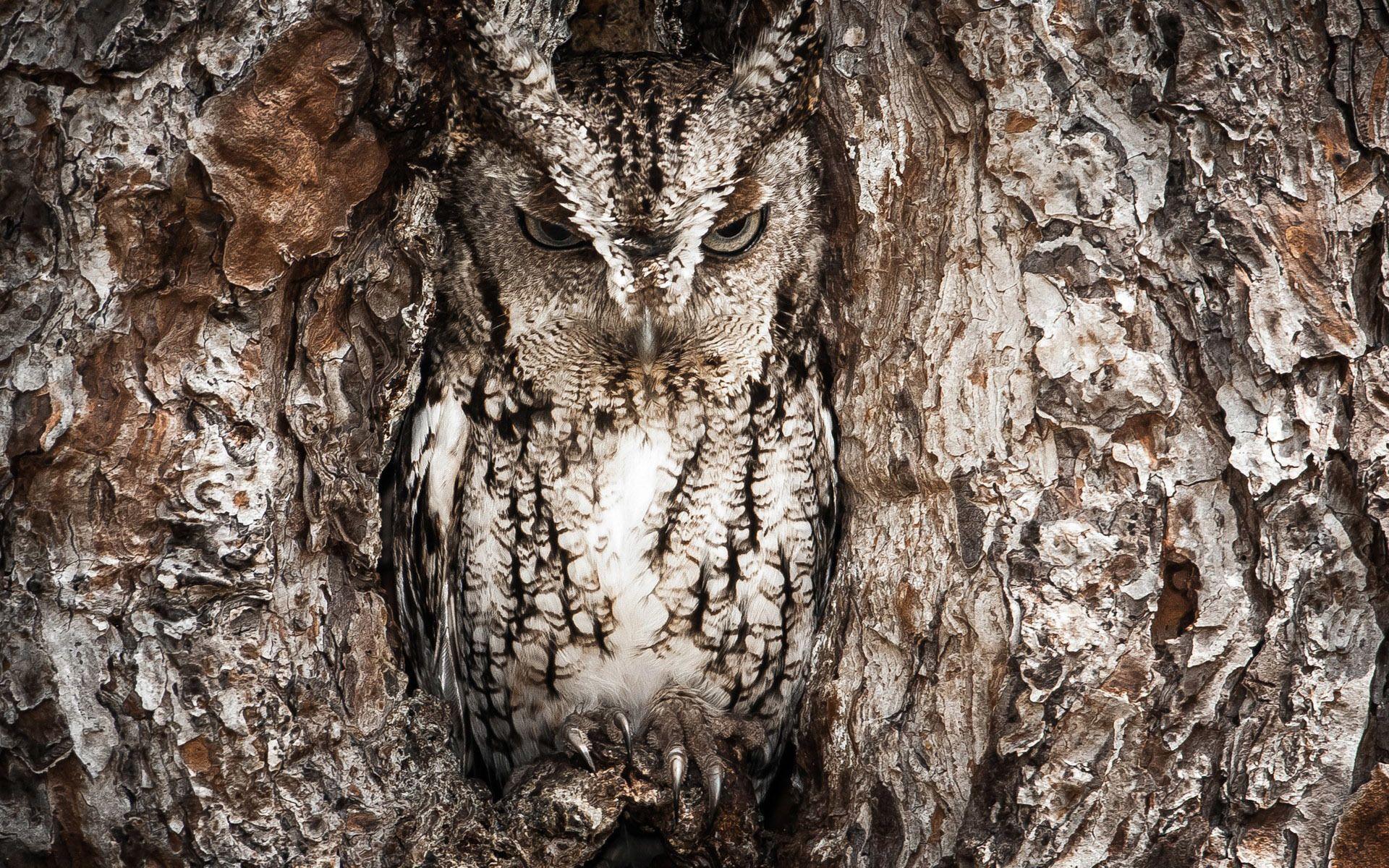 Realtree Camouflage Owl Animal HD Wallpaper