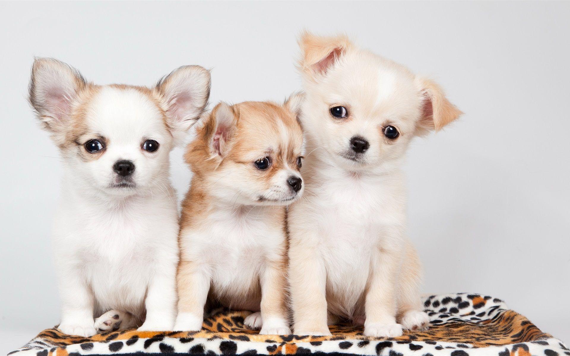 cute puppies wallpaper