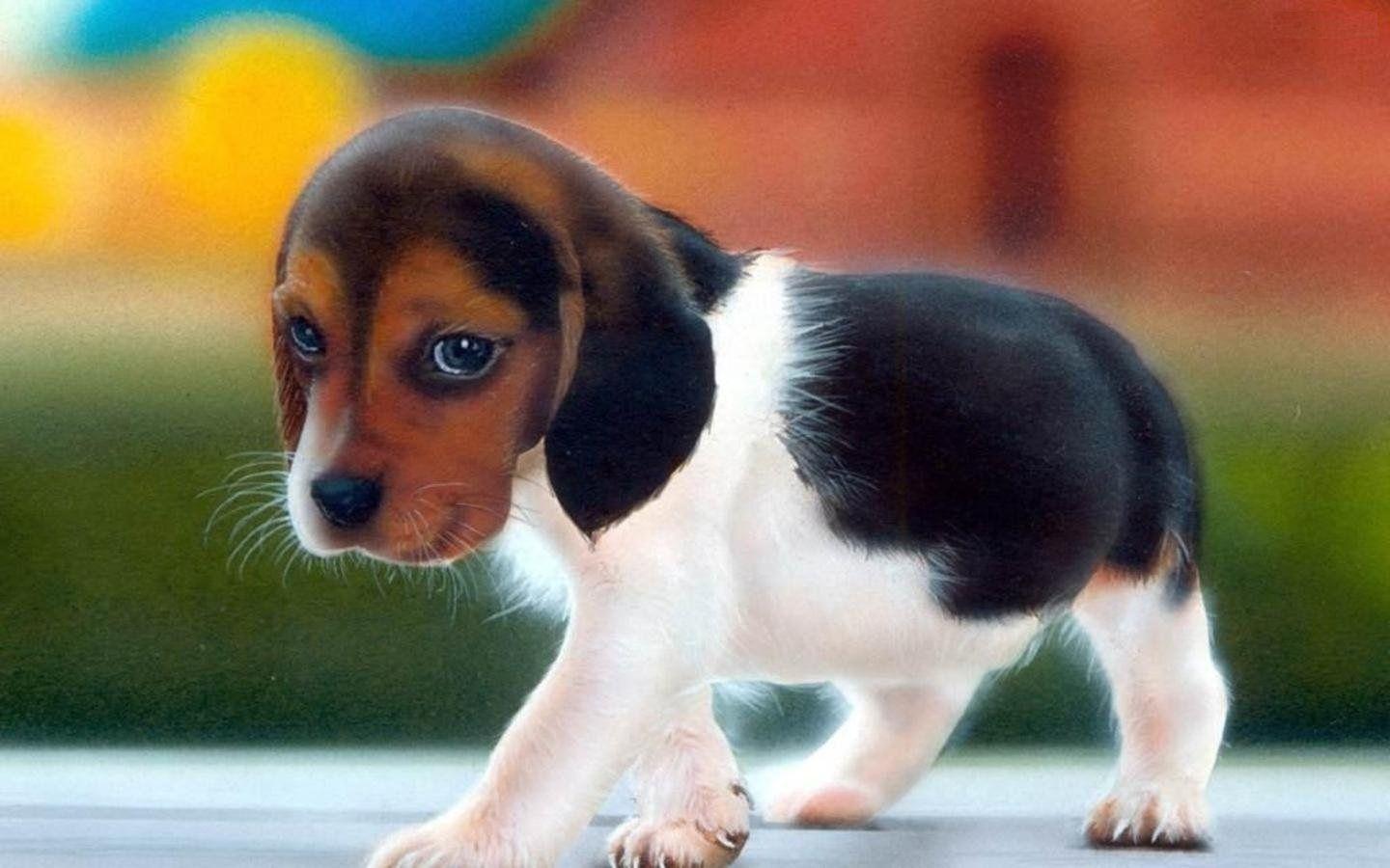 Download Cute Puppy Wallpaper Artistic