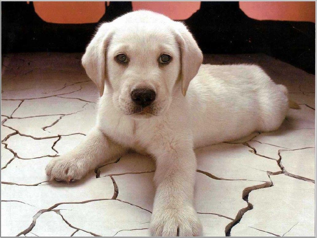 Best of 16 cute puppy wallpaper beautiful collection