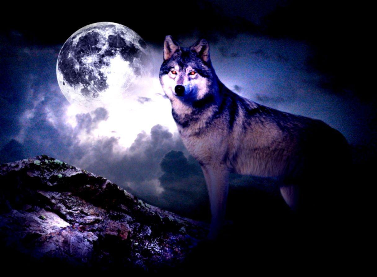 Wallpaper Wolf Moon