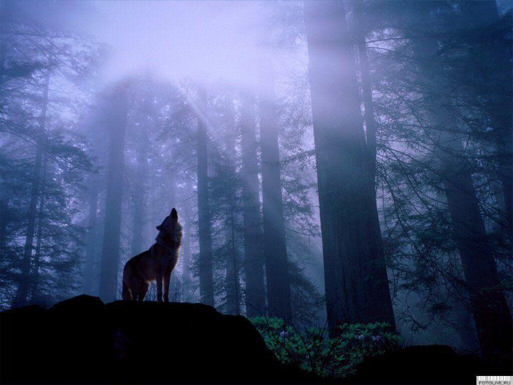 Wolf Howling At Moon Wallpaper